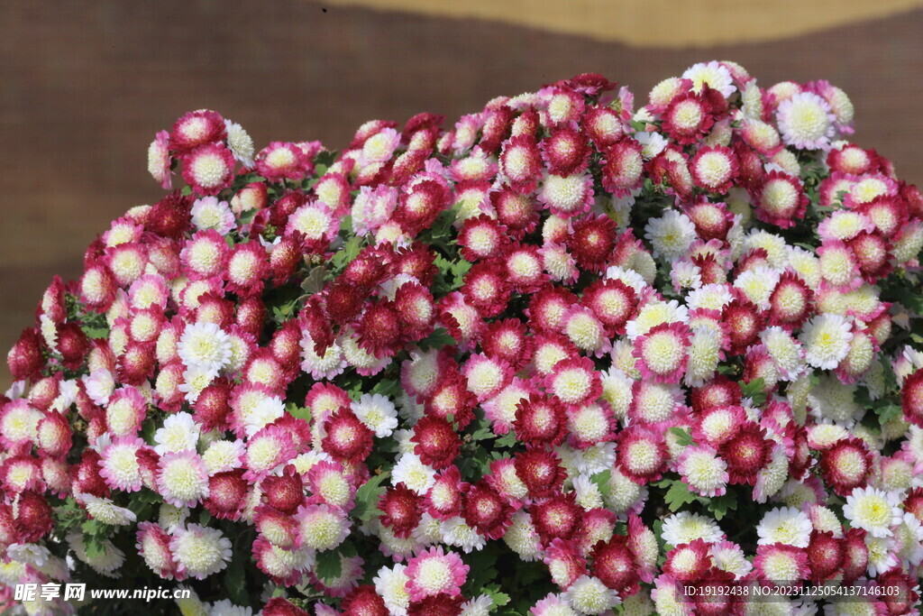 菊花 
