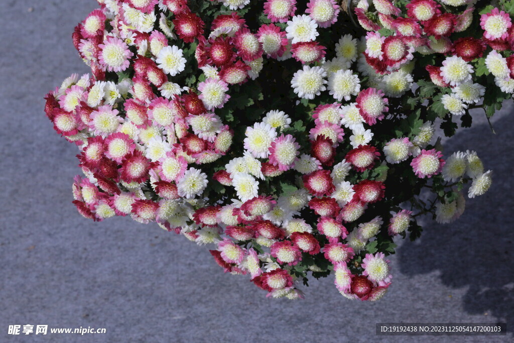 菊花 