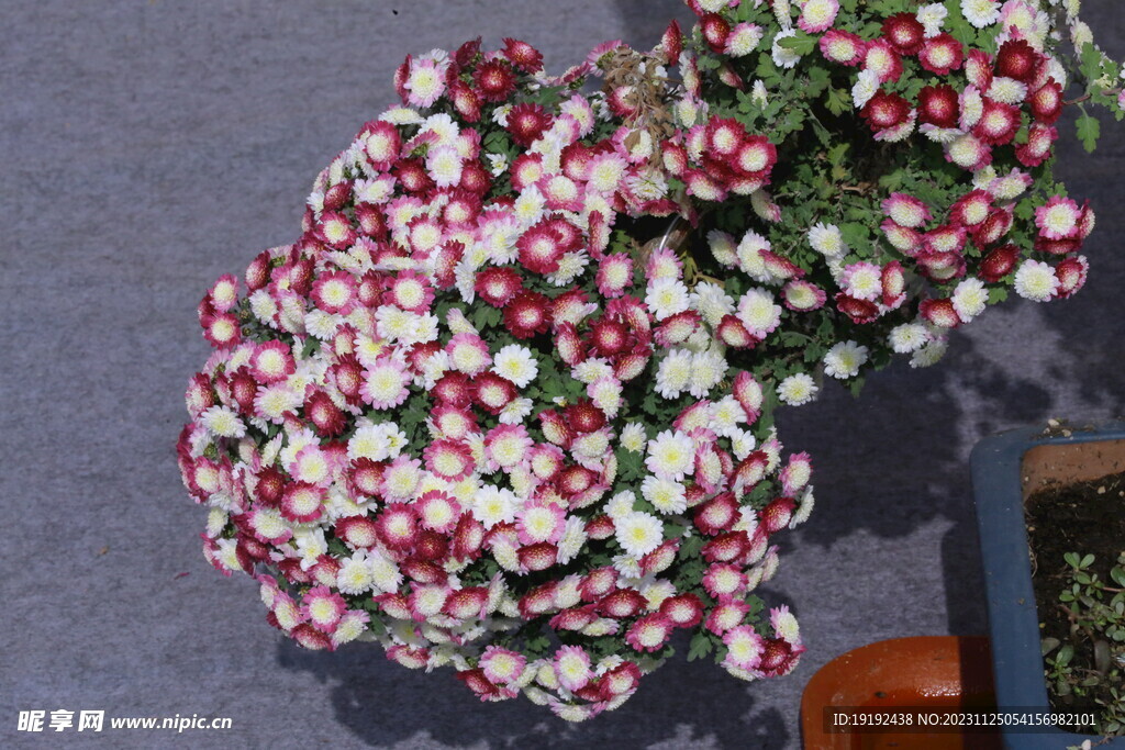 菊花