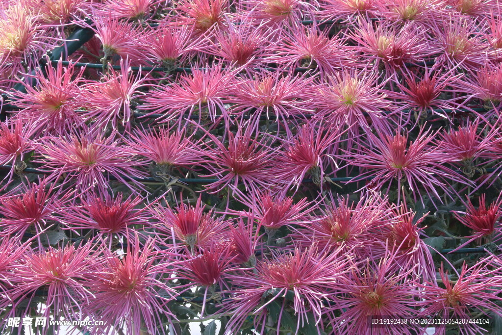 菊花