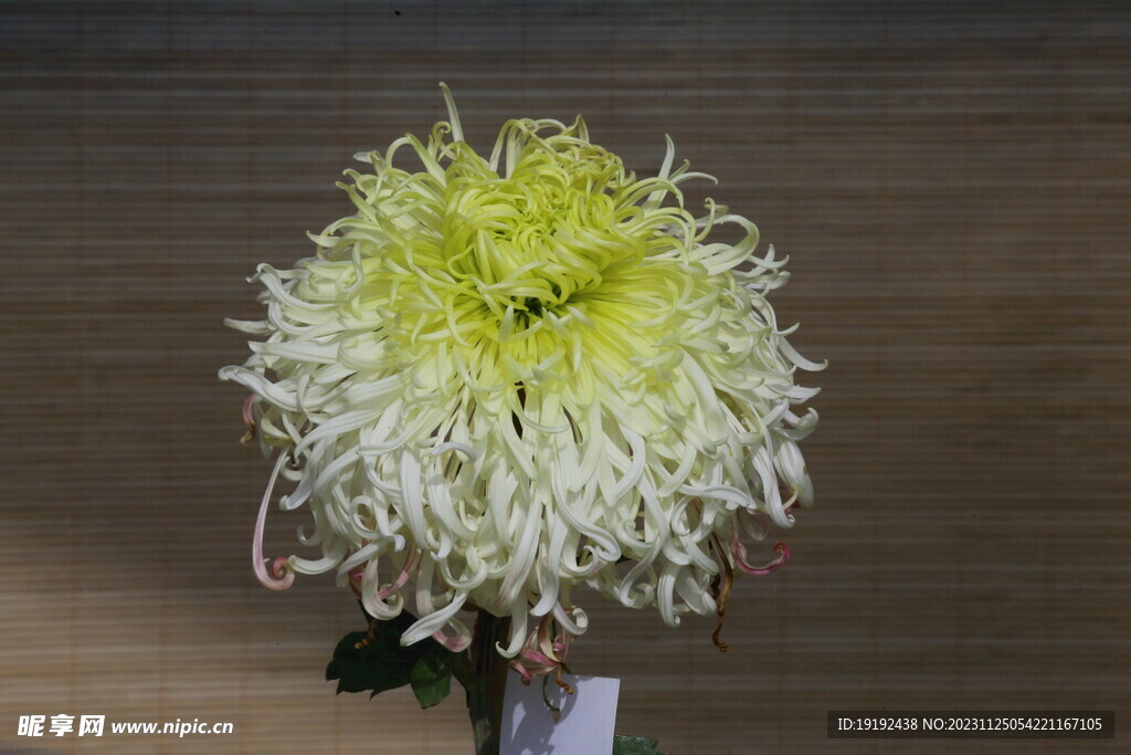 菊花 