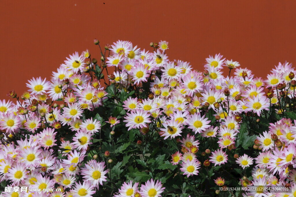 菊花 