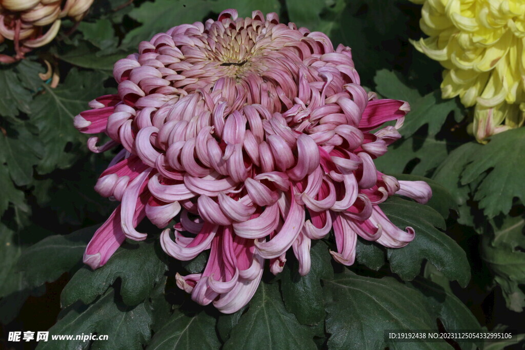 菊花