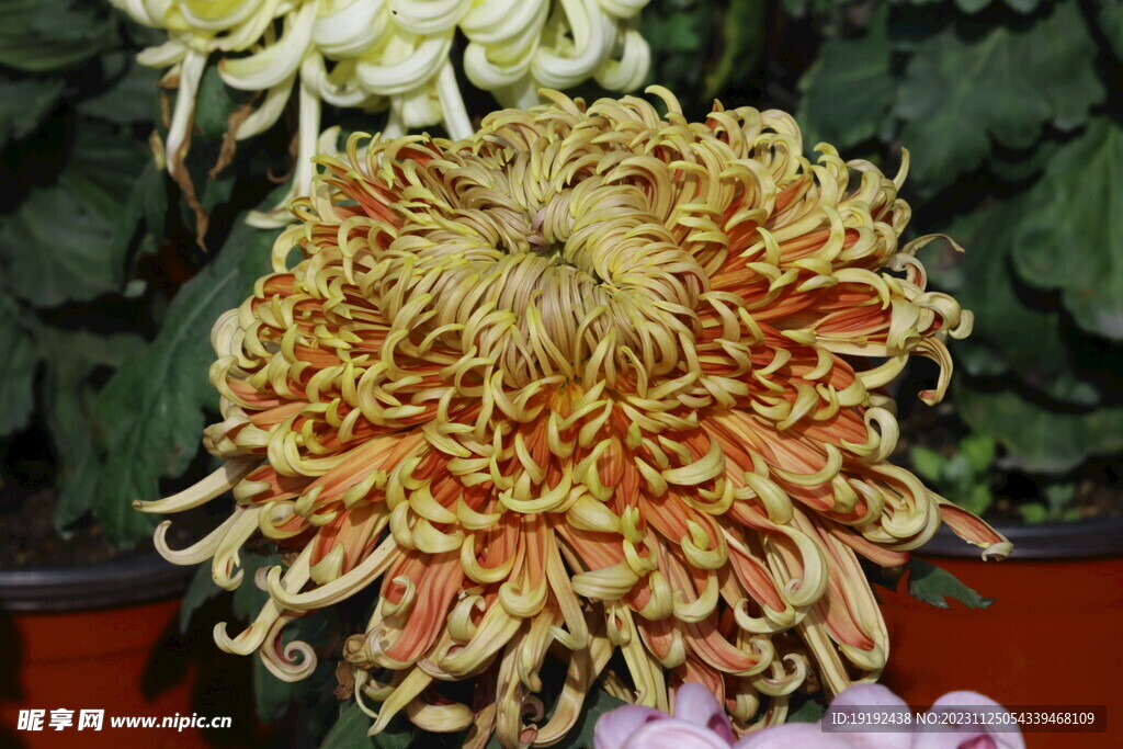 菊花