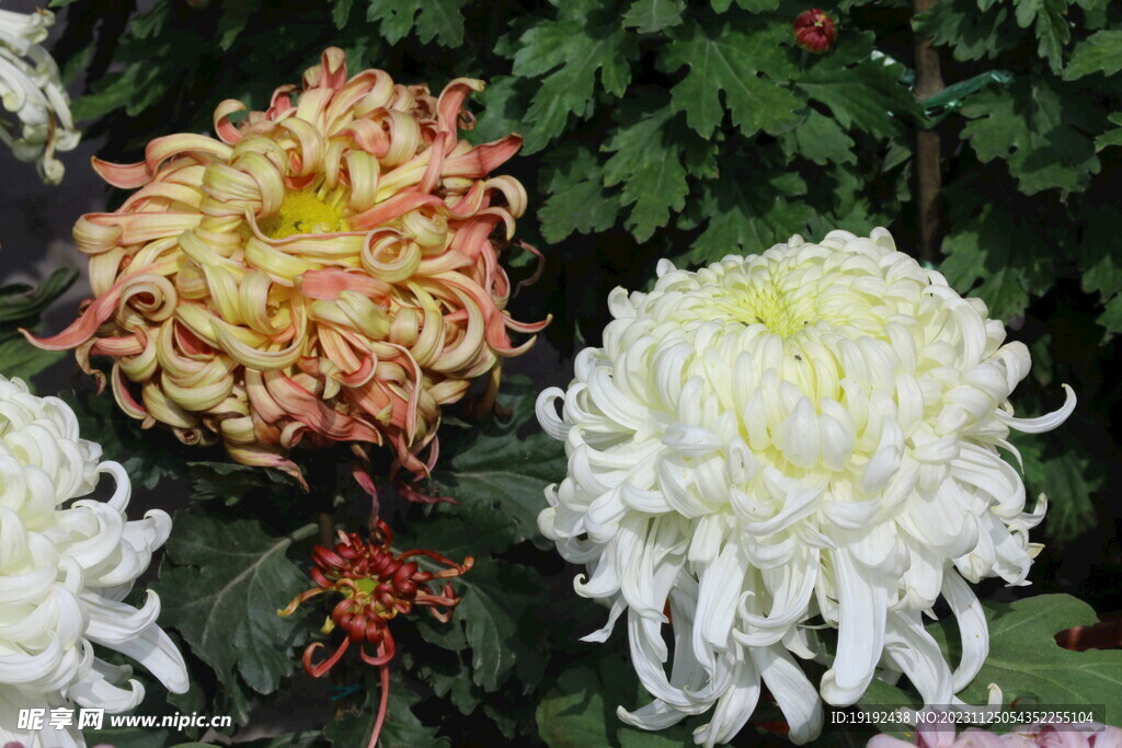 菊花