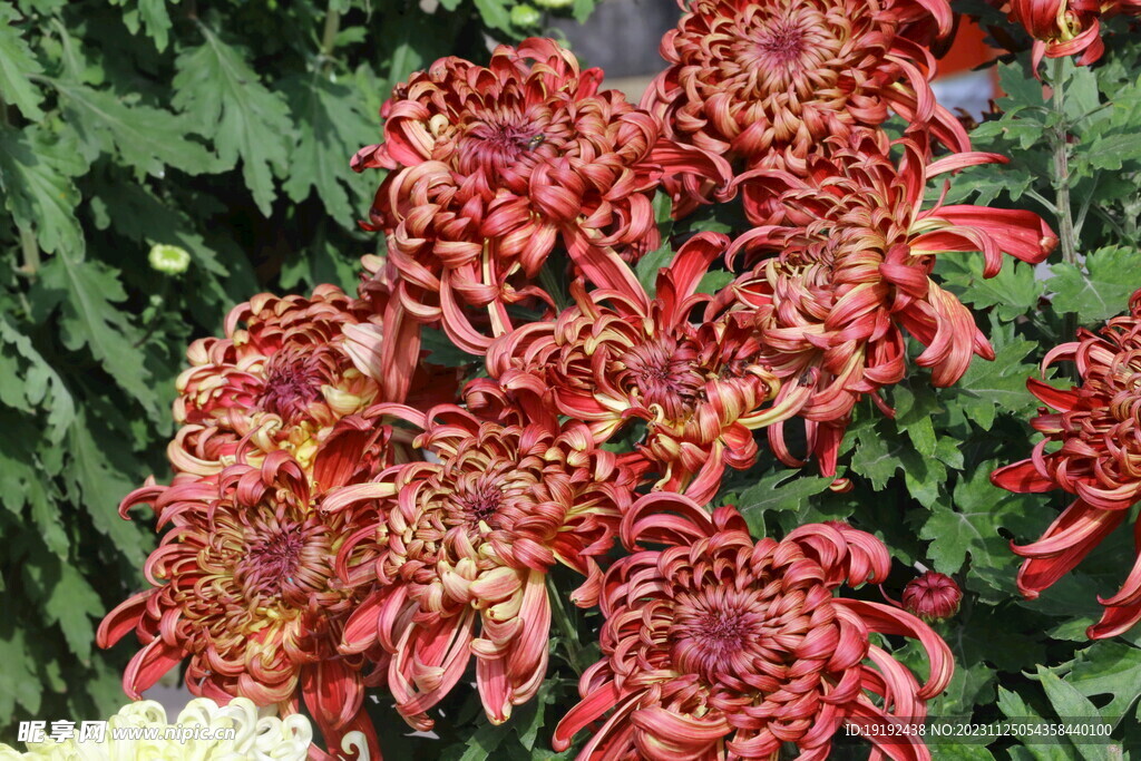 菊花 