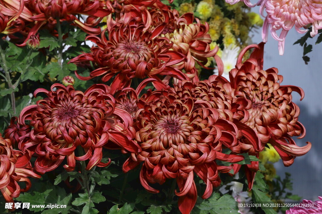 菊花
