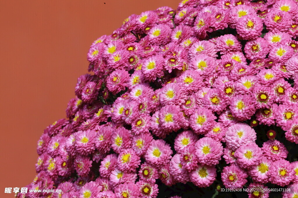 菊花