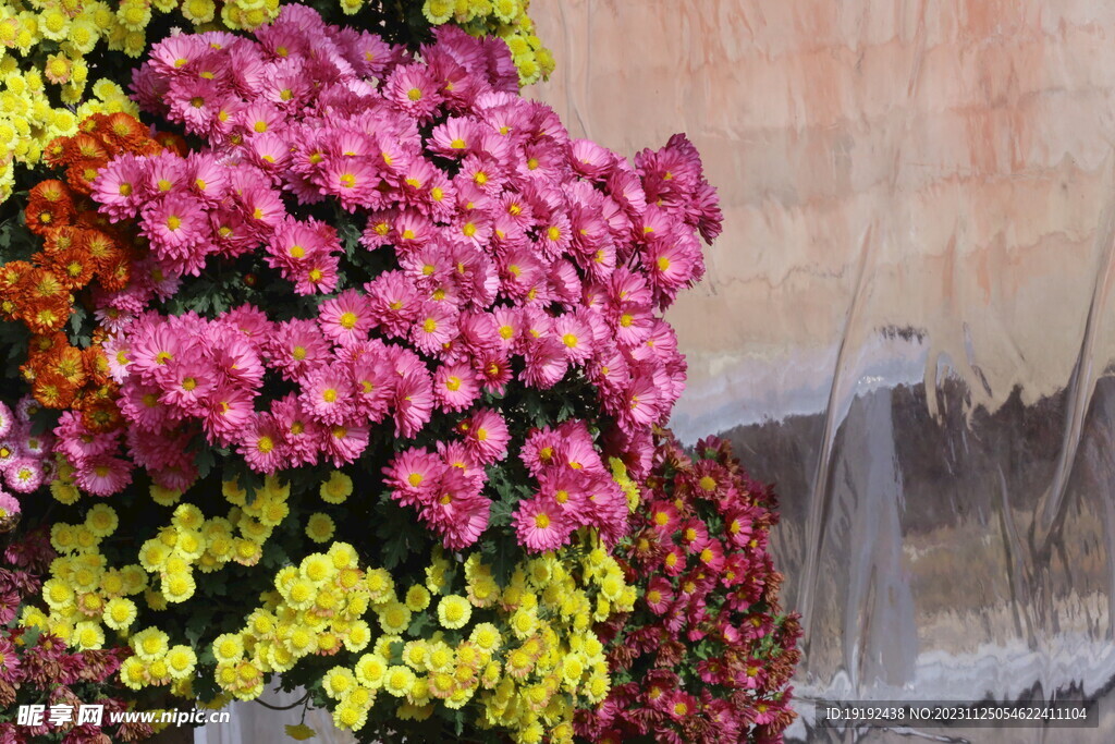 菊花 
