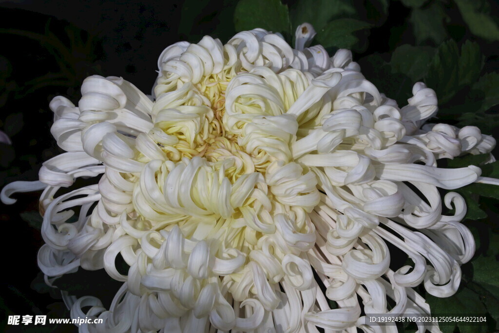 菊花