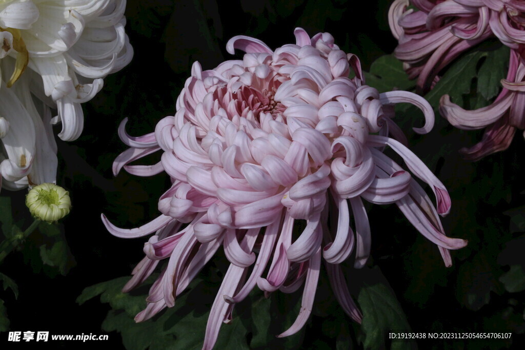 菊花 