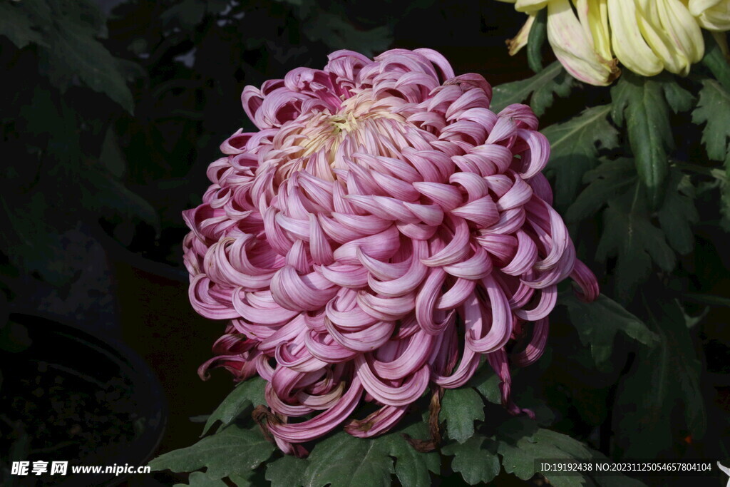 菊花 