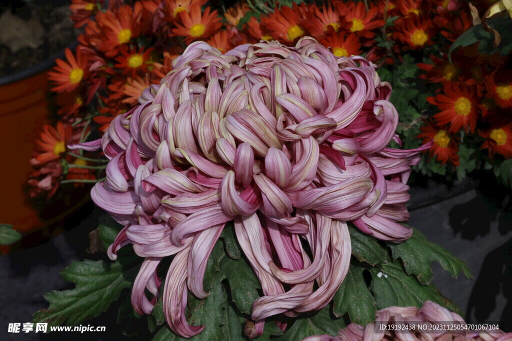 菊花 