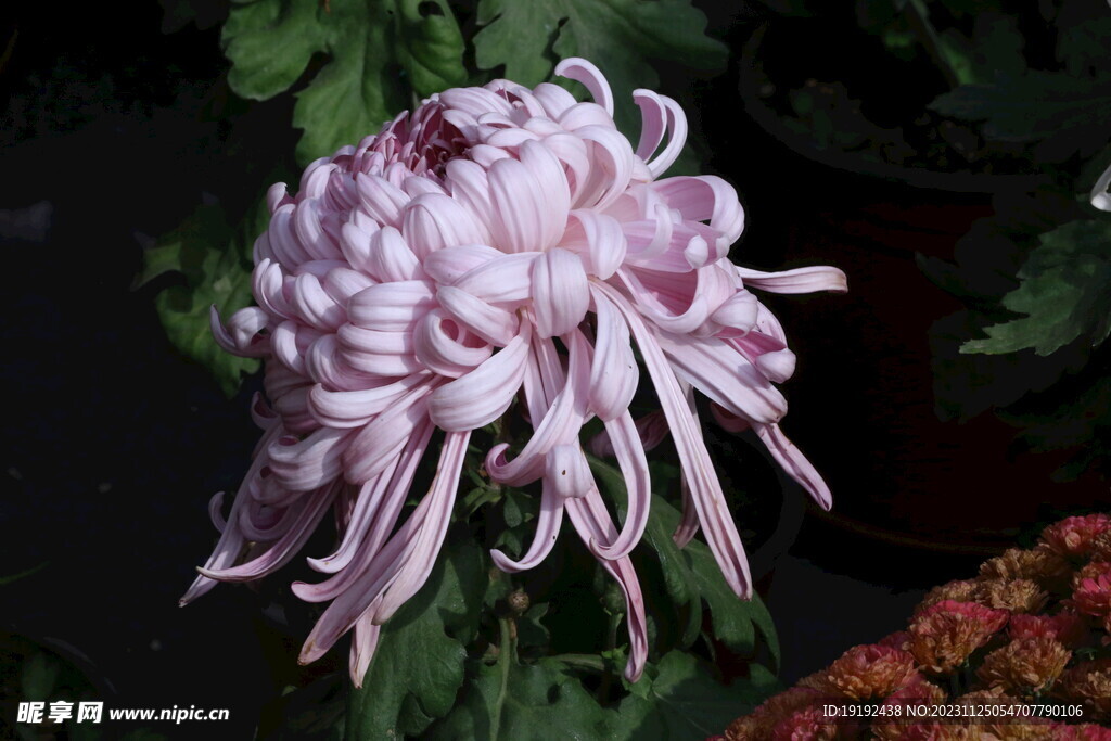 菊花