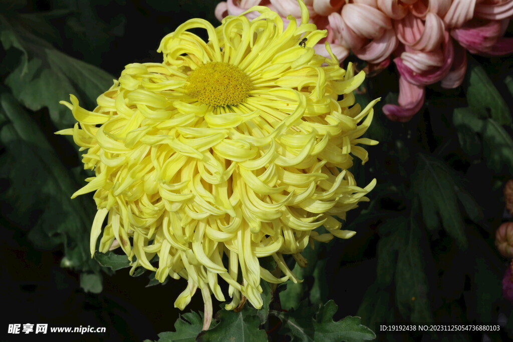 菊花 