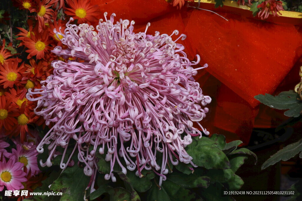 菊花 