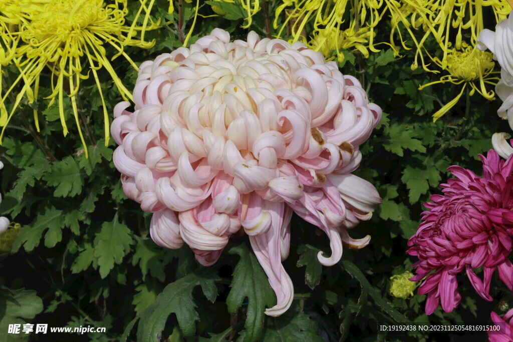 菊花 