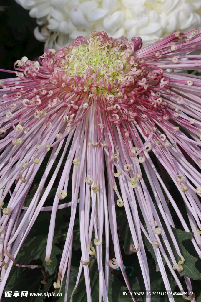 菊花