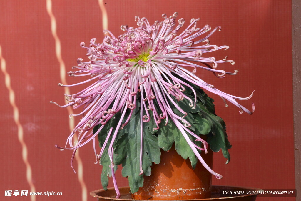 菊花 