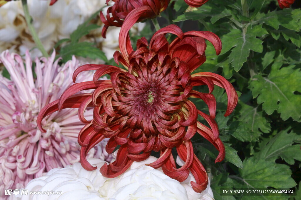 菊花 