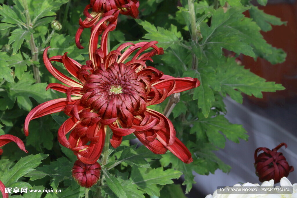 菊花 