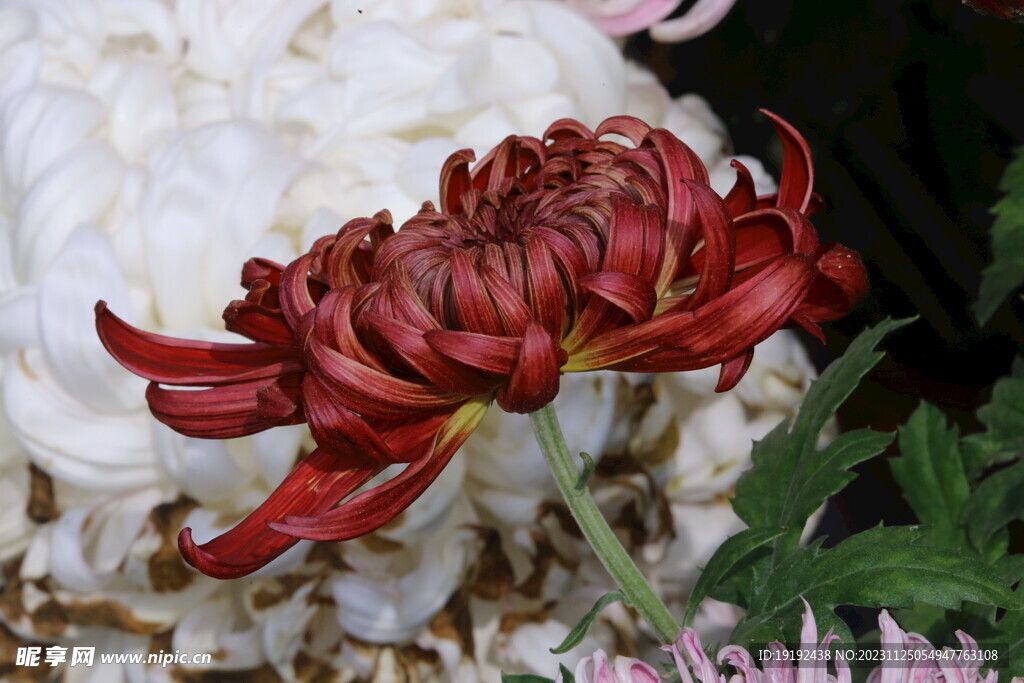 菊花 