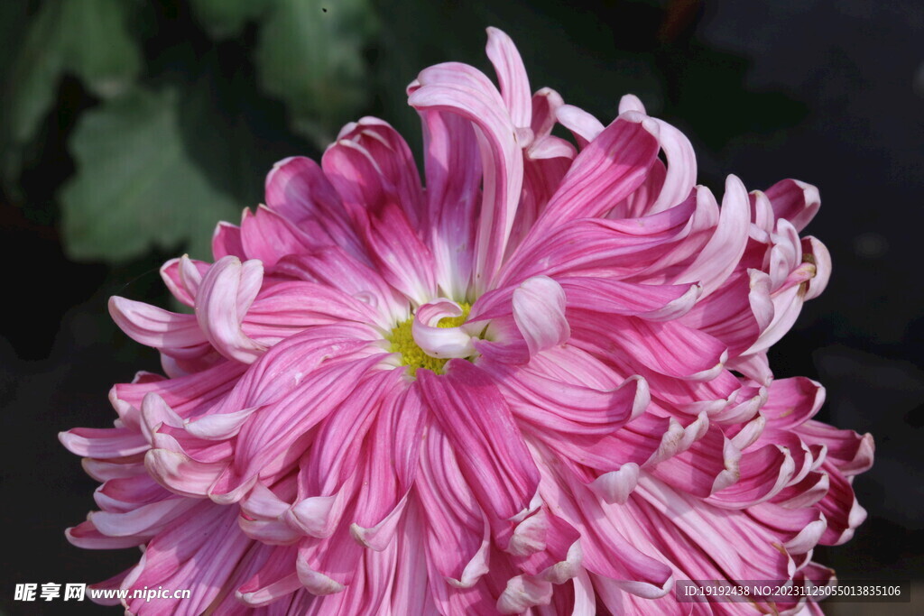 菊花