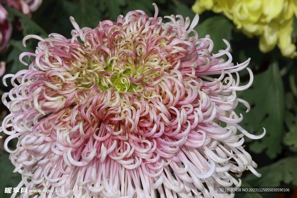 菊花 