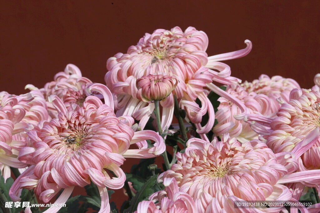 菊花 