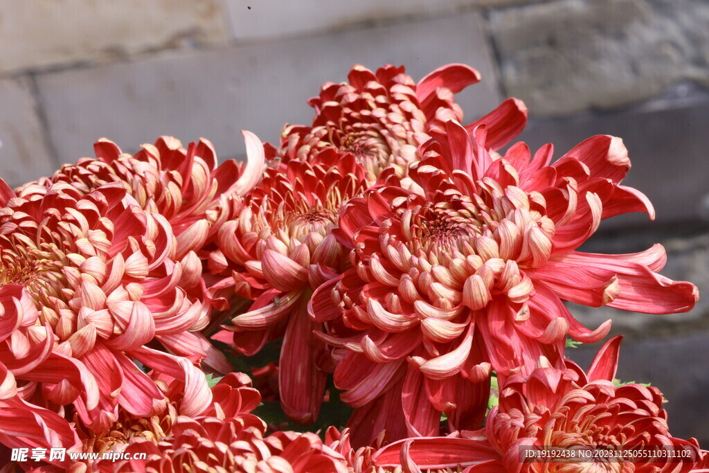 菊花 