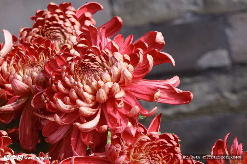 菊花 