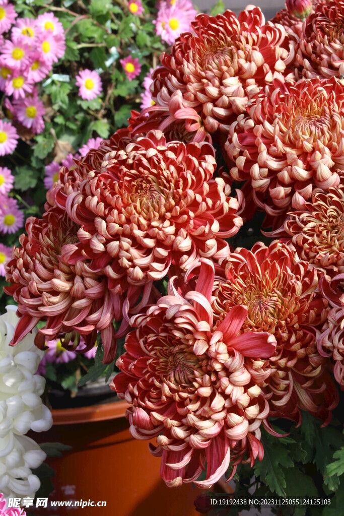 菊花