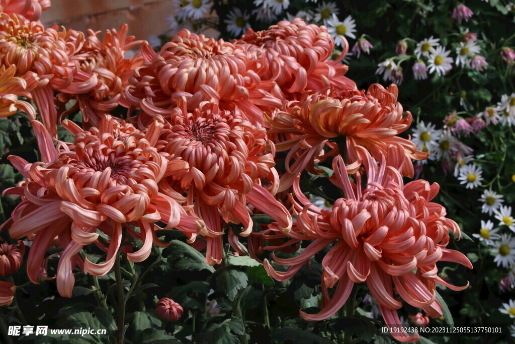 菊花