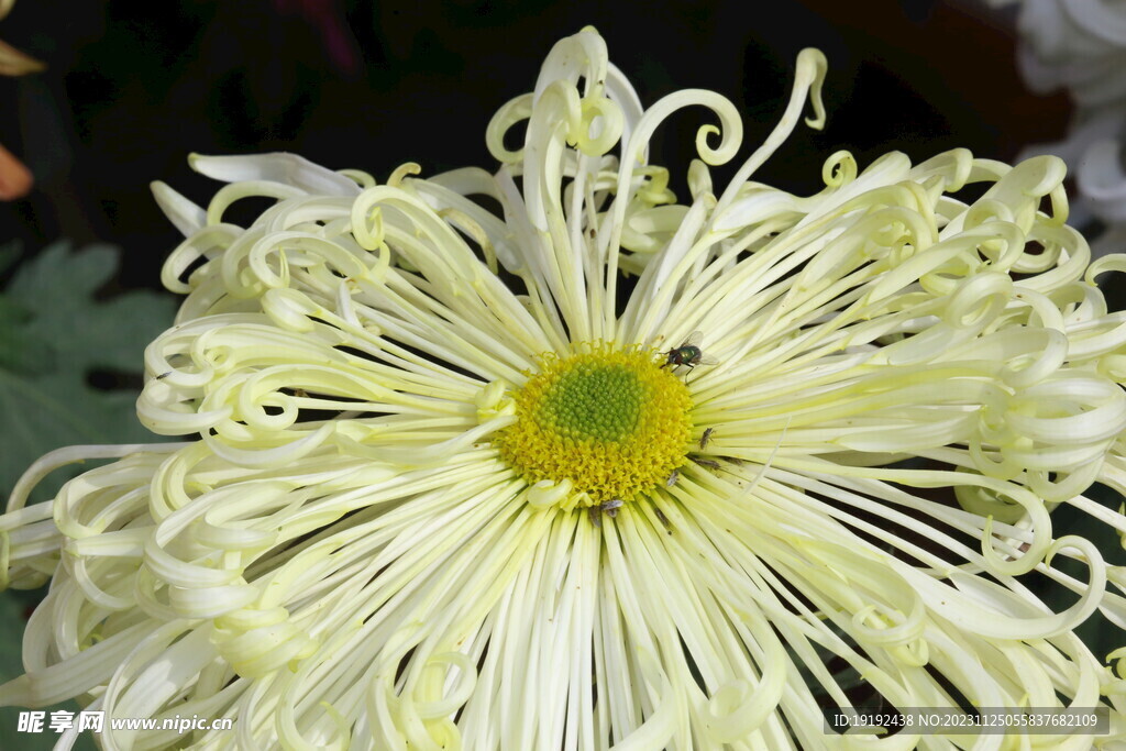 菊花