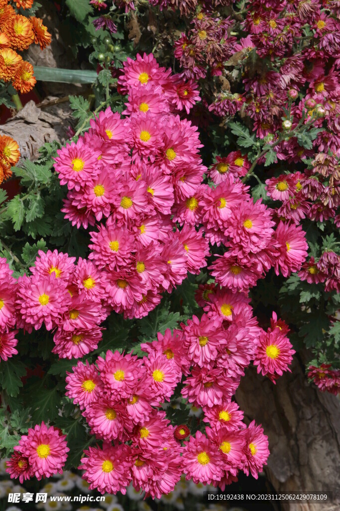 菊花