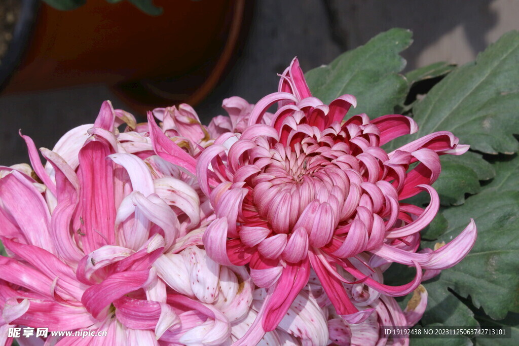 菊花