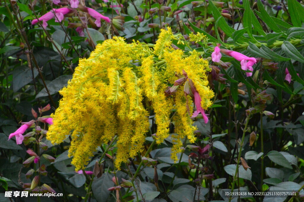 一枝黄花 