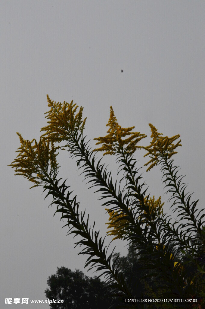 一枝黄花 