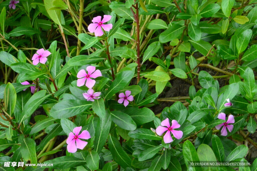 长春花 