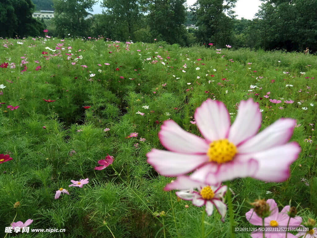 格桑花