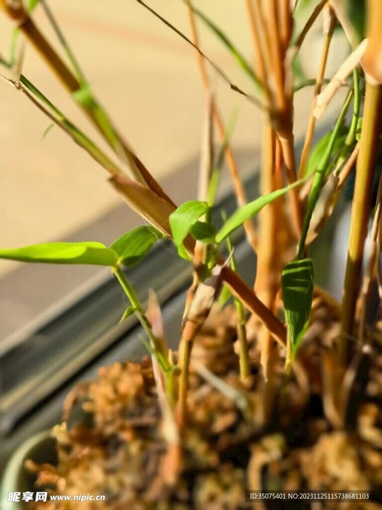 枯黄的嫩芽