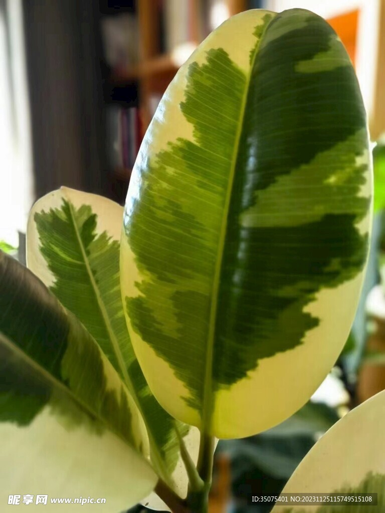 芭蕉
