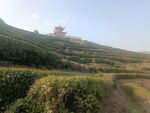 茶叶公园