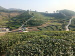 茶园