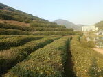 茶叶