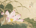 清 谢荪 荷花图