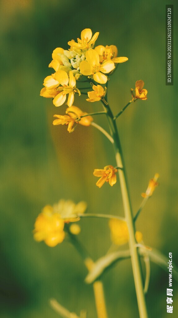 油菜花