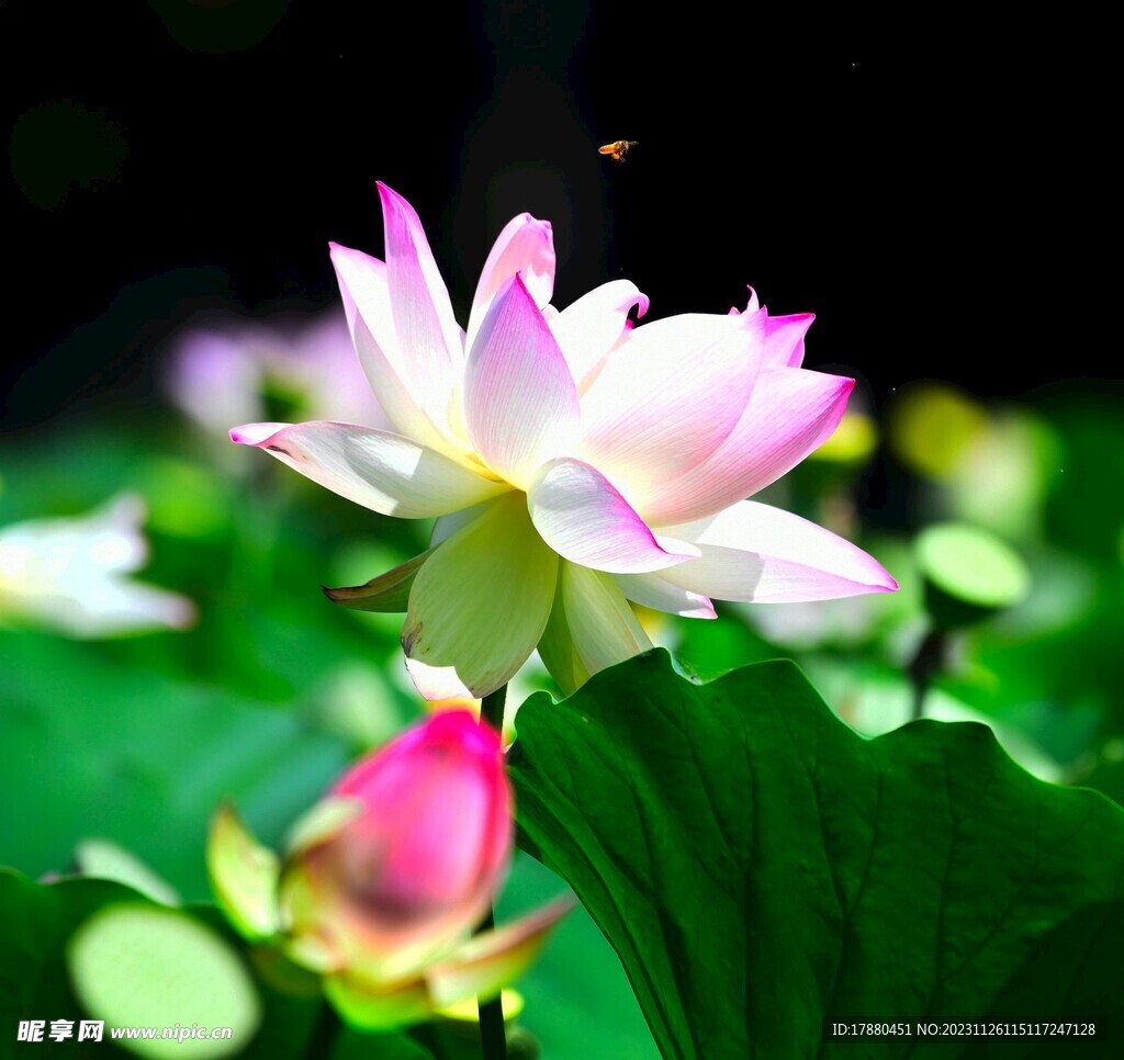 荷花
