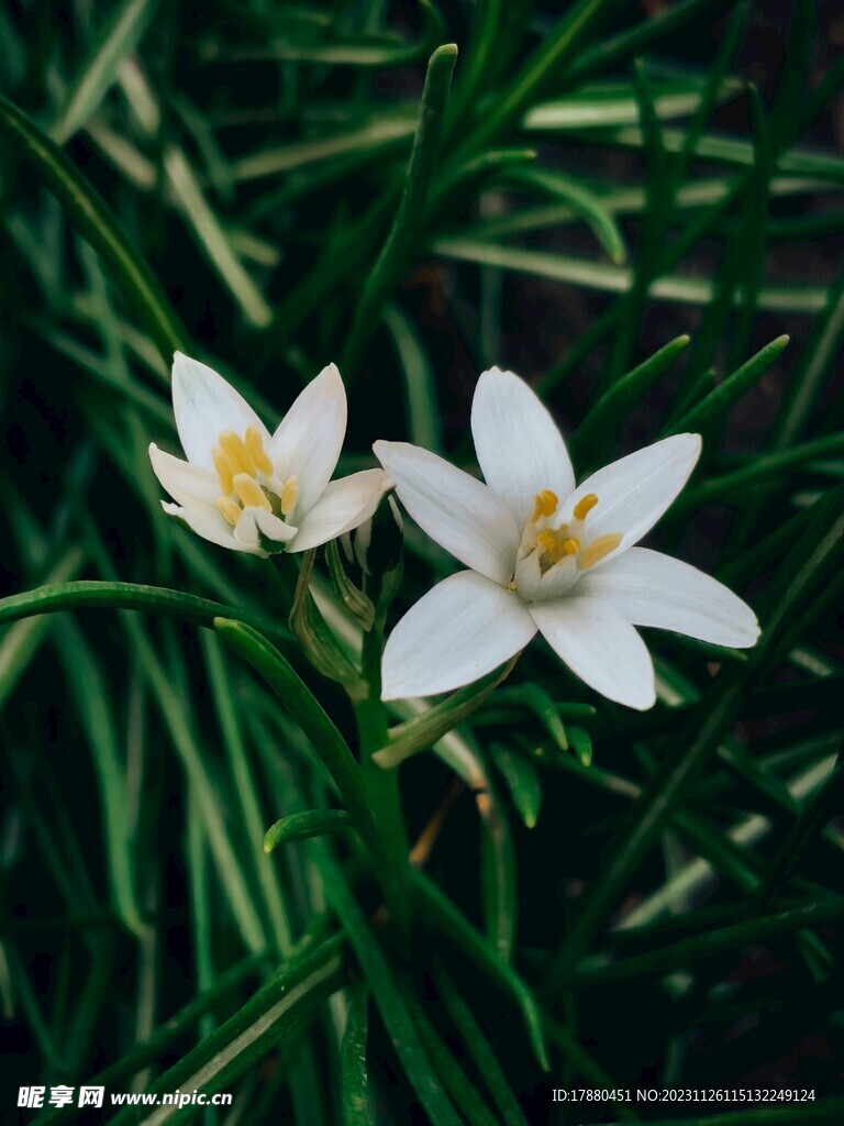 葱莲
