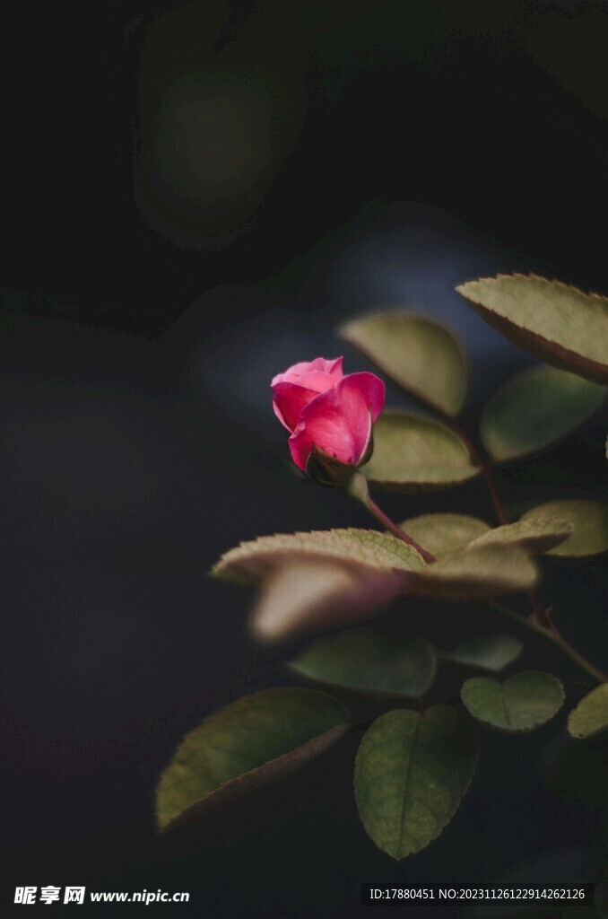 月季